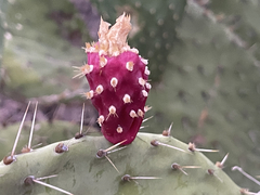 Opuntia tapona