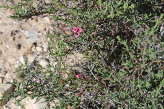 Indigofera heterophylla