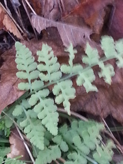 Woodsia obtusa occidentalis