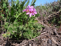 Pelargonium capitatum