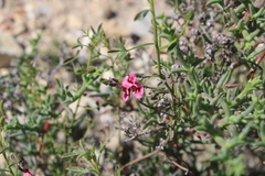 Indigofera heterophylla