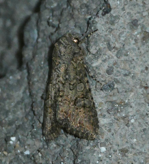 Anarta trifolii