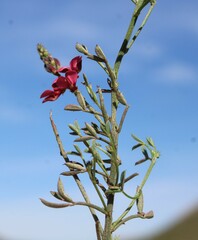 Indigofera heterophylla