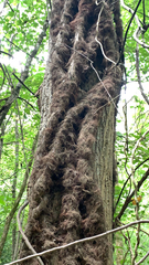 Toxicodendron radicans