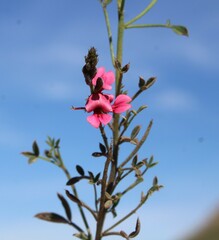 Indigofera heterophylla
