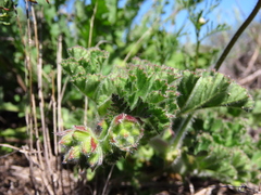 Pelargonium capitatum