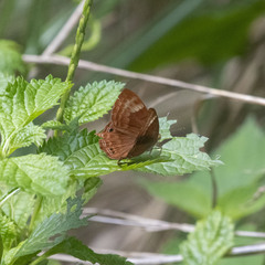 Abisara bifasciata