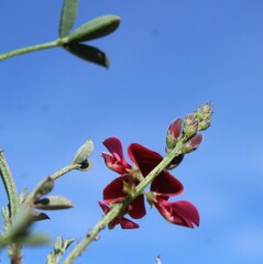 Indigofera heterophylla