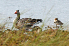 Anser anser domesticus