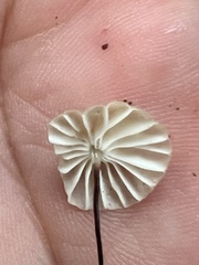 Marasmius capillaris