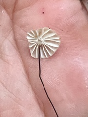 Marasmius capillaris