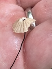 Marasmius capillaris