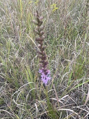 Liatris spicata