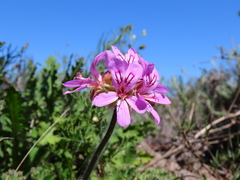 Pelargonium capitatum