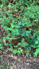 Ilex cornuta