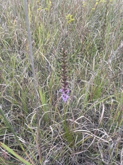 Liatris spicata