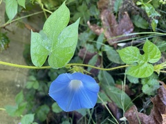 Ipomoea