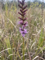 Liatris spicata