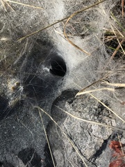 Frontinella pyramitela