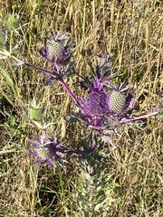 Eryngium leavenworthii