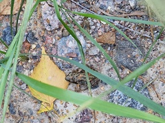 Anura