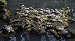 Trachemys scripta