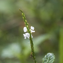 Stachytarpheta