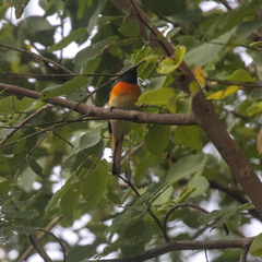 Pericrocotus cinnamomeus