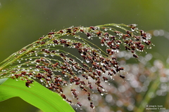 Sorghum bicolor