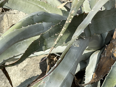 Agave sobria