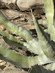 Agave sobria