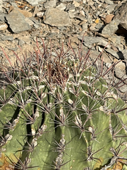 Ferocactus peninsulae