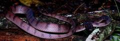 Siphlophis compressus
