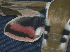 Hyles euphorbiae