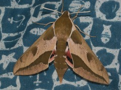 Hyles euphorbiae