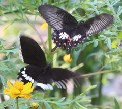 Papilio polytes