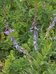 Galega orientalis