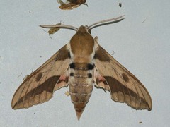 Hyles euphorbiae