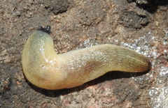 Krynickillus melanocephalus