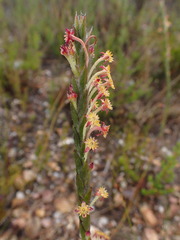 Struthiola tomentosa