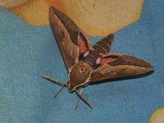 Hyles euphorbiae