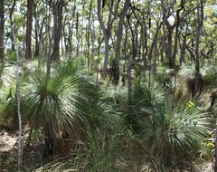Xanthorrhoea