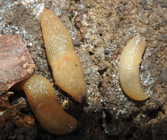 Krynickillus melanocephalus