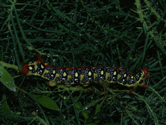 Hyles euphorbiae