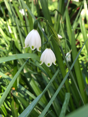Leucojum aestivum