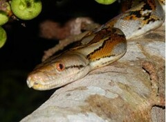 Malayopython reticulatus