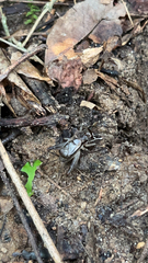 Velarifictorus micado