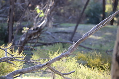 Acanthiza inornata