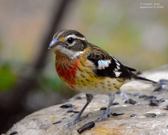 Rose-Breasted Grosbeak photo 6