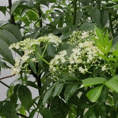 Sambucus nigra